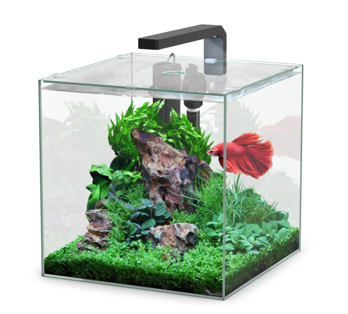 Comment avoir une eau transparente dans mon aquarium ? - Jardiland